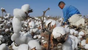 Cotton 2040: aligning sustainability impact metrics