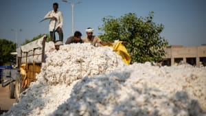 Half of all cotton growing regions could face severe climate risks by 2040