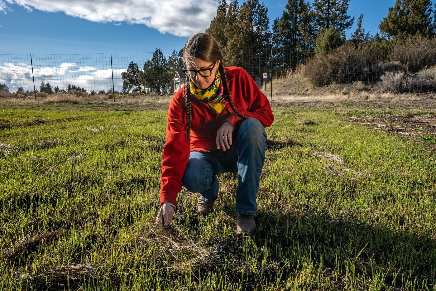 Spring Alaska Schreiner tending to the sweetgrass plot on Sakari Farms