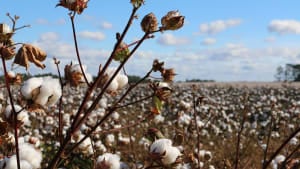 Reflections on World Cotton Day: lessons learned from building uptake of sustainable cotton