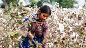 The cotton industry is changing. But will it be viable in 2040?